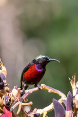 Beautiful bird in Asian, It is a kind of bird found in Thailand.