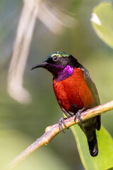 Beautiful bird in Asian, It is a kind of bird found in Thailand.
