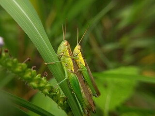 A pair of green grasshoppers on a blade of grass.