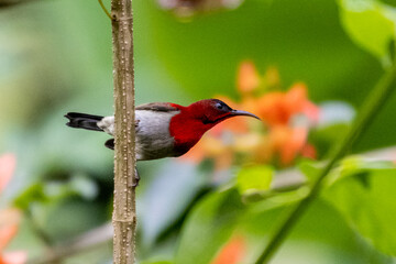 Beautiful bird in Asian, It is a kind of bird found in Thailand.