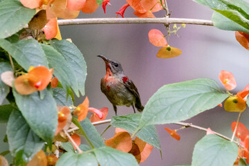 Beautiful bird in Asian, It is a kind of bird found in Thailand.