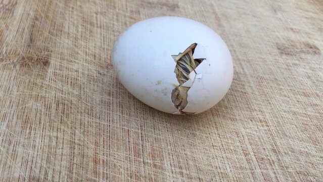 Chicken baby hatching from egg