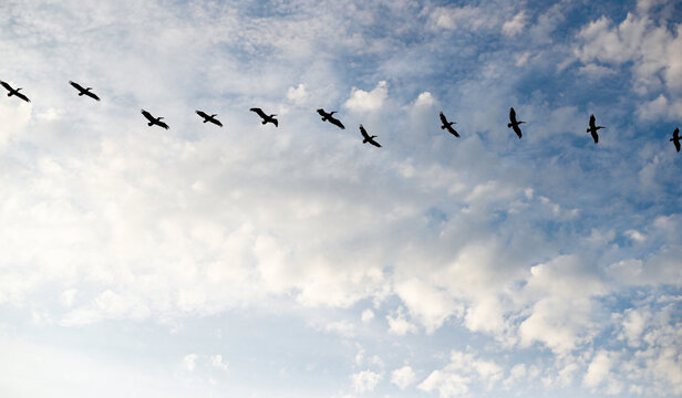 Pelicans in the clouds