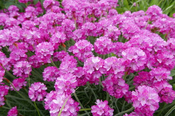 Nature and Gastronomy place Rishiri island at Northern Hokkaido in Japan