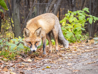 The red fox Vulpes vulpes walks along a path in the forest.