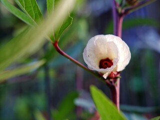 Roselle flower or Hibiscus sabdariffa is a species of flowering plant in the genus Hibiscus. The stems are used for the production of bast fibre.