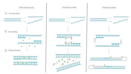 The classification of chemistries detection dye (DNA binding dyes, hydrolysis probes,hairpin probe) with real-time PCR technique the showed different reaction in PCR step when the target DNA detected.