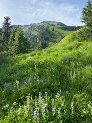 Alpine meadow with wild flowers by Cheam Peak 