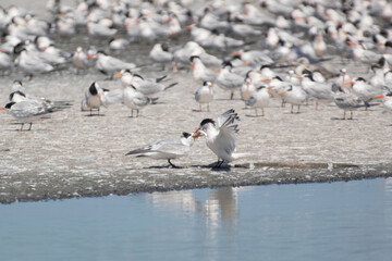 An Elegant Tern flying hunting for fish