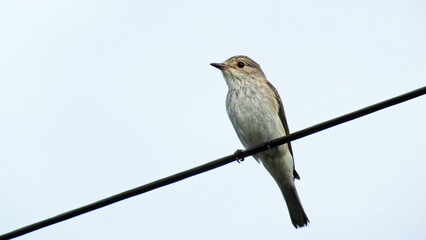 Spotted flycatcher sitting on a gatepost in the UK