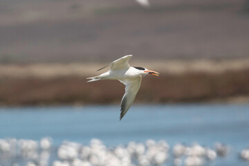 An Elegant Tern flying hunting for fish