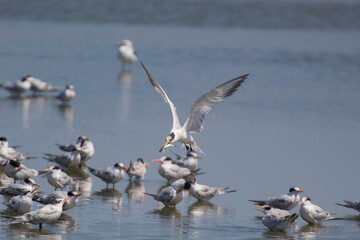 An Elegant Tern flying hunting for fish