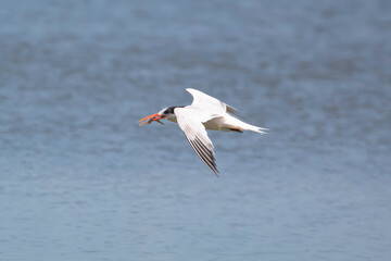 Fototapeta na wymiar An Elegant Tern flying hunting for fish