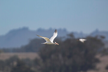 An Elegant Tern flying hunting for fish