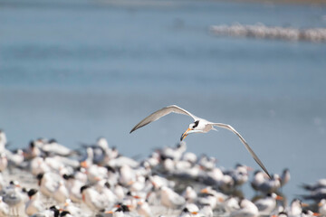 An Elegant Tern flying hunting for fish