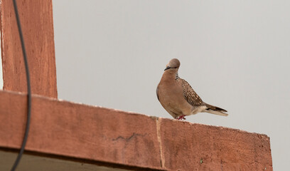 The spotted Beautiful Dove