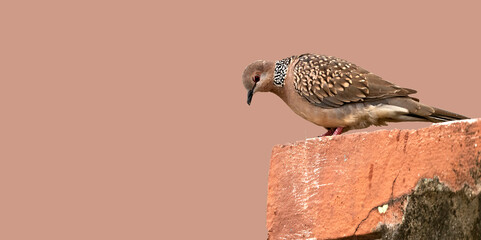 The Beautiful Spotted Dove