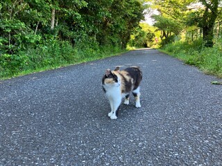 Cats island Tashiro jima in Miyagi, Japan