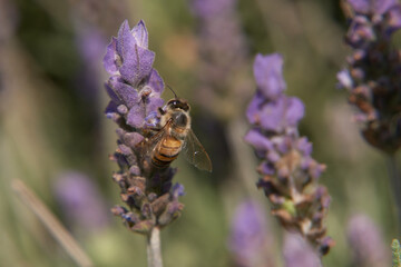 bee pollinating lavender plant flower