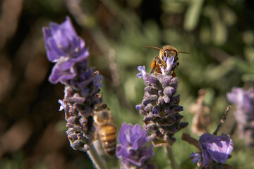 bee pollinating lavender plant flower