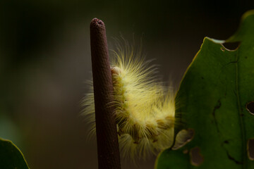 Hairy Caterpillar on Unique Branch