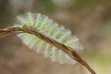 Hairy Caterpillar on Unique Branch