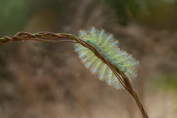 Hairy Caterpillar on Unique Branch