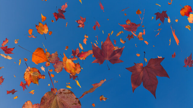 Seasonal Wallpaper with Autumn Leaves blowing in the wind. Evening Sky Banner with copy-space.