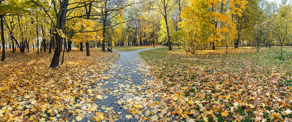 footpath in the bright autumn park. colorful yellow trees. panoramic image.