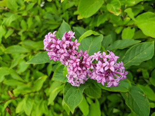 View of vibrant lilac flowers and green foliage on a bright sunny day