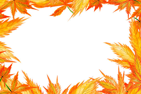 Watercolor frame template orange autumn maple leaf on white background for your design, hand drawn illustration