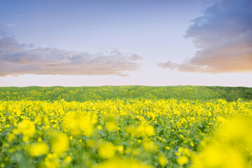 Obraz premium Nature scene