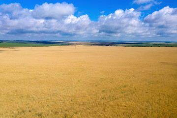 Fototapeta na wymiar Rural landscape. Aerial view of wheat field on sunny summer day.