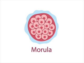 Morula. The Embryo cell of 16 blastomeres in a solid ball contained within the zona pellucida. 
The Stage of segmentation of a fertilized ovum. Human embryo. Vector medical illustration. 
 - obrazy, fototapety, plakaty