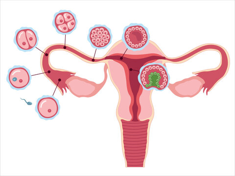 A healthy female reproductive system with stages of segmentation of sell. Human embryonic development.
Zygote, 2-cell, morula, blastula, gastrula. Vector medical illustration
