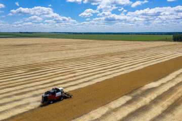Rural landscape. Aerial view of сombine harvesting wheat on sunny summer day.