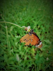 butterfly on a flower