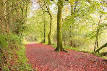 Fototapeta premium Peaceful autumn scene in forest