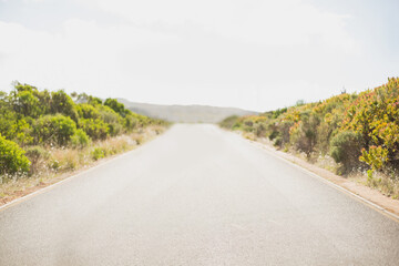 Empty road amidst trees