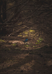 Bird in the woods
