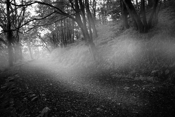 Obraz premium Way between trees