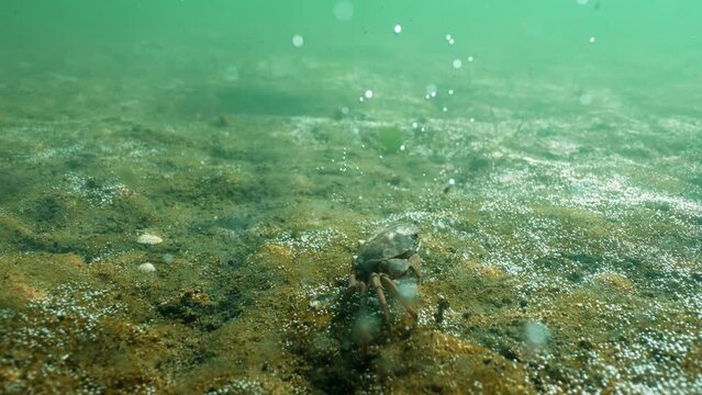 Underwater view of crab in defensive position after sideways wander on seabed