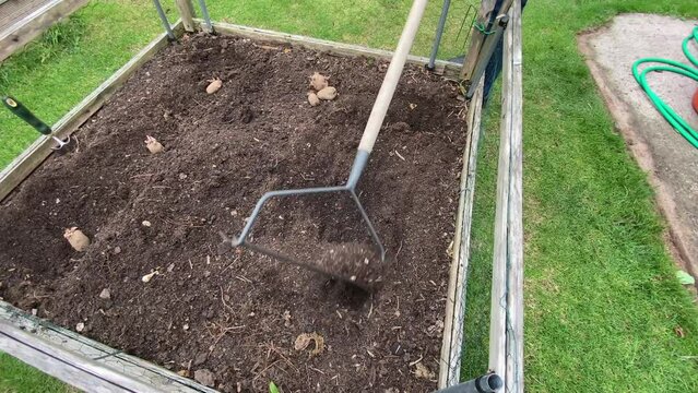 Raking and preparing a garden plot for planting potatoes.
