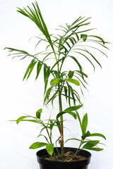 Obraz premium house plant decor in isolated white background. tropical floral for home interior in minimalist design