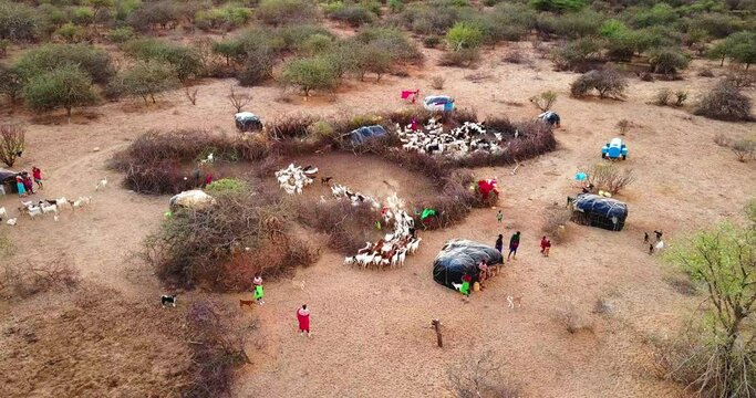 Panning Shot Of Tribe Of Goats And Tribal People In Village - Nairobi, Kenya