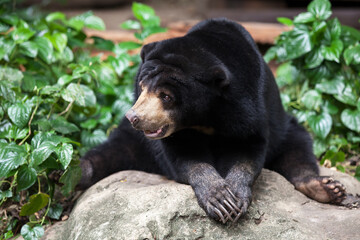 Malayan Sun Bear in the forest