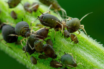 Black Bean Aphid Colony Close-up. Blackfly or Aphis Fabae Garden Parasite Insect Pest Macro