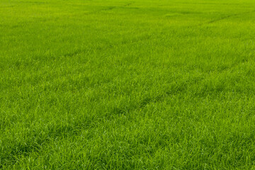 Fototapeta na wymiar Background green rice fields.