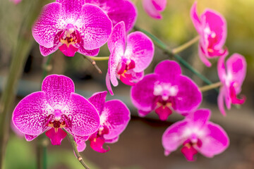 Obraz na płótnie Canvas Beautiful bouquet of purple orchids in the garden.