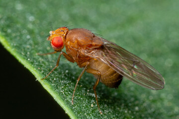Tropical Fruit Fly Drosophila Diptera Parasite Insect Pest on Vegetable Leaf Macro